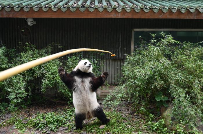 探訪廣州動(dòng)物園大熊貓守護(hù)人的日常