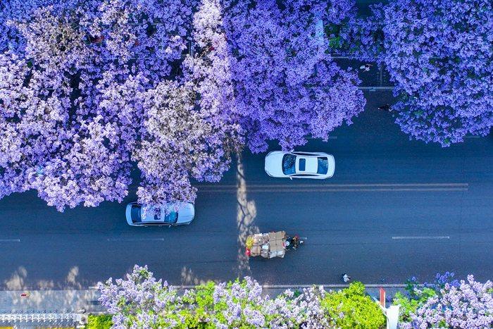 西昌街頭藍(lán)花楹綻放 花海如夢似幻