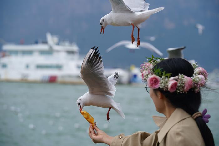 越冬紅嘴鷗“先頭部隊”到達昆明